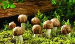 蘑菇娱乐吃瓜社,揭秘娱乐圈最新热点事件