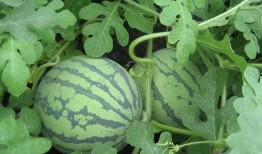 娱乐吃瓜姐白菜,白菜带你领略娱乐圈的瓜田乐趣